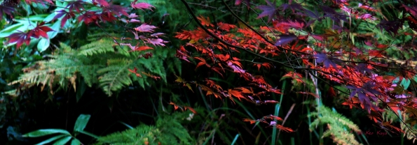 Bois des moutiers fall 2012 (54)